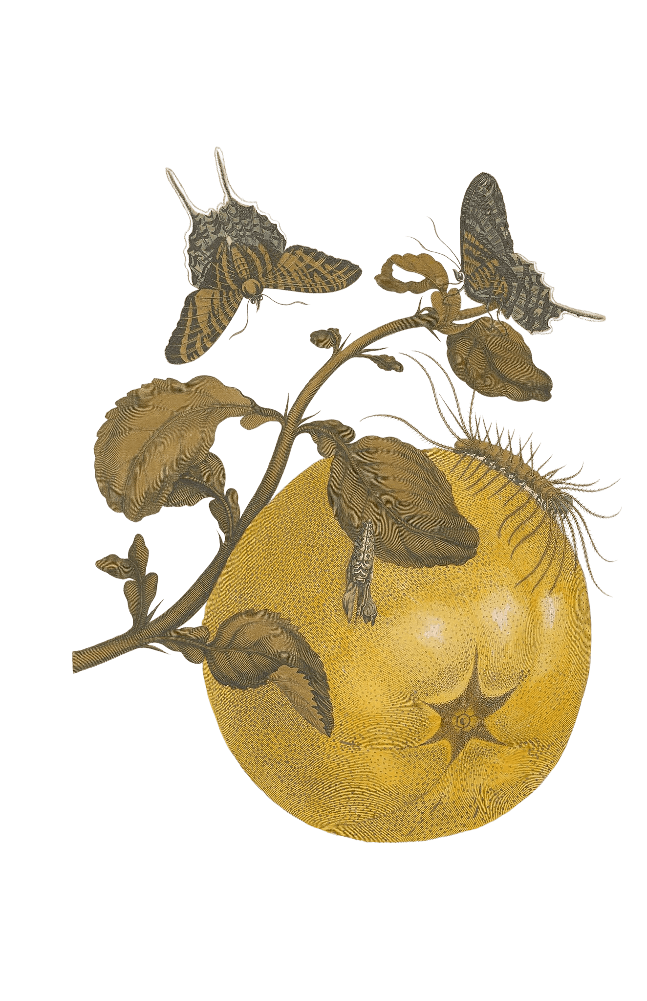 Botanical illustration with flowers and butterflies